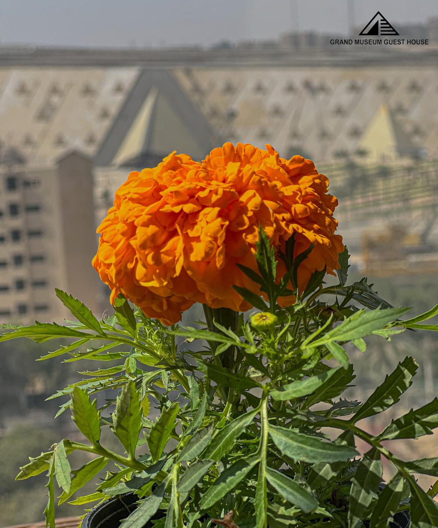 Hotel Grand Museum & Pyramids View Kafr Ghatati Esterno foto